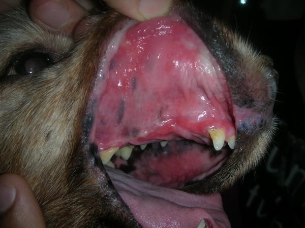 Significado de la coloración de las mucosas de los perros - imagen 3