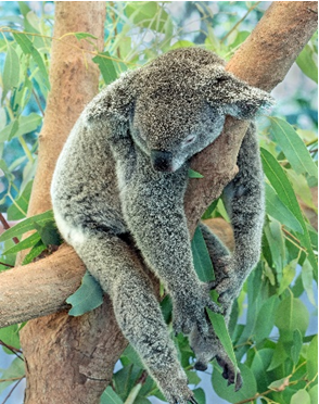 Los últimos koalas - imagen 2