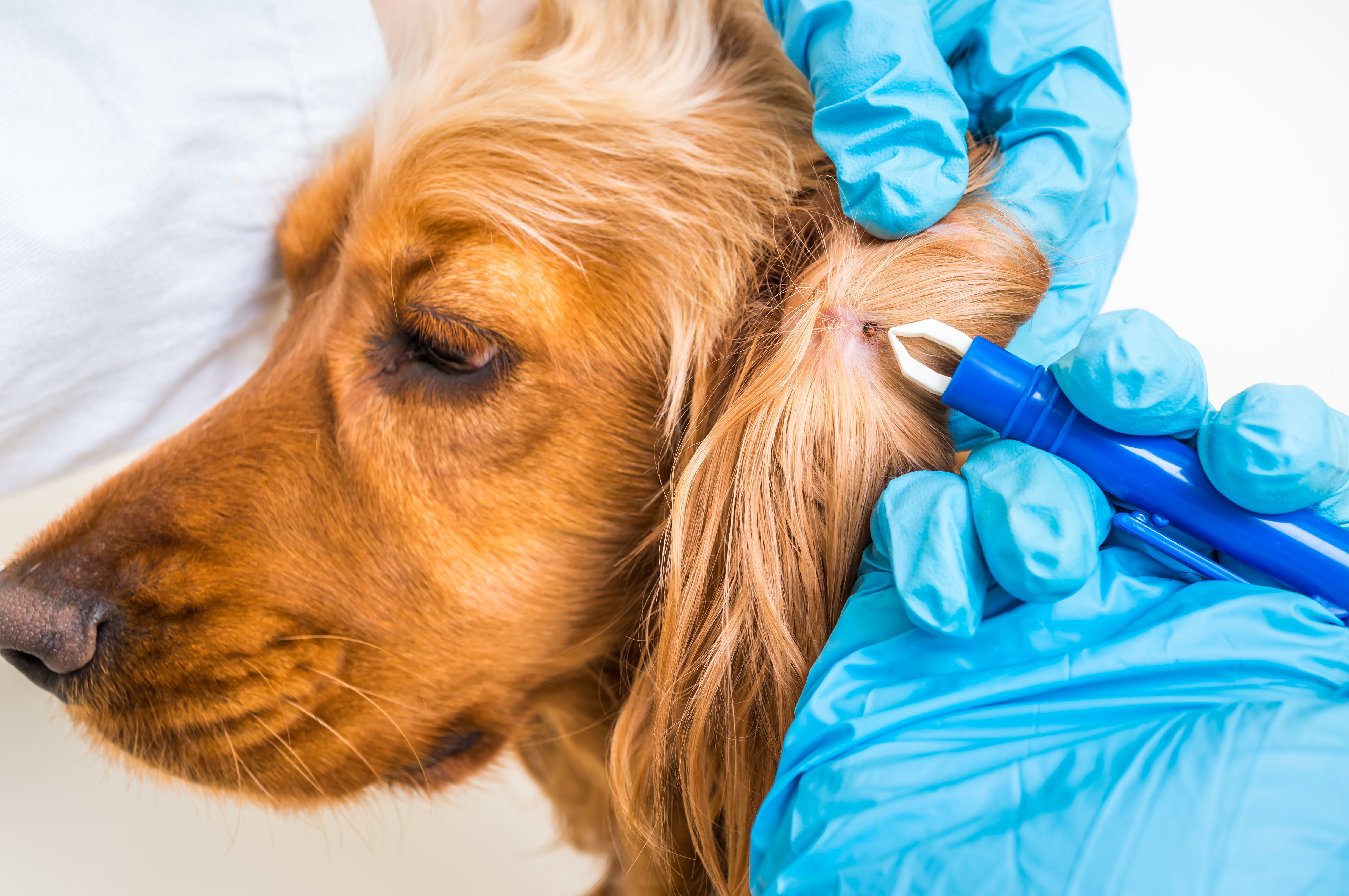 ¿Cómo proteger a las mascotas de los parásitos externos?