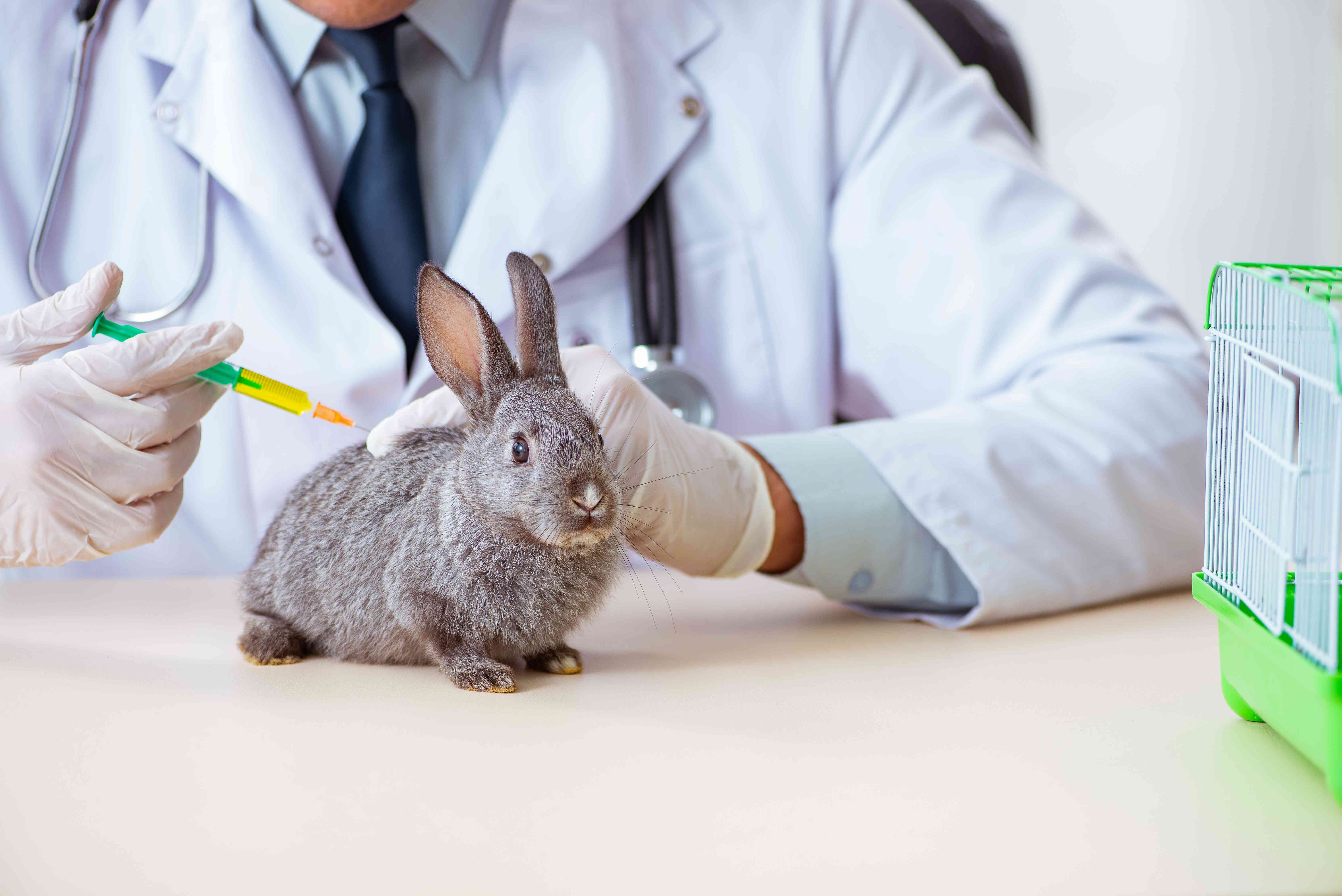 La importancia de vacunar a los conejos ¿Cuáles son las enfermedades más frecuentes en conejos?