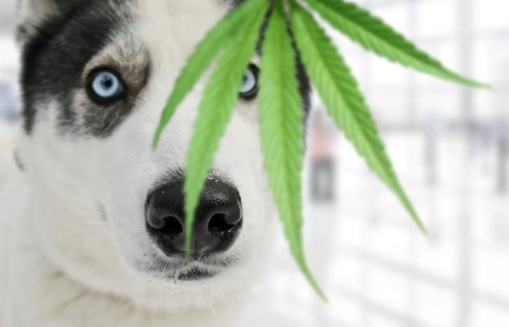 Aceite de cannabis para perros