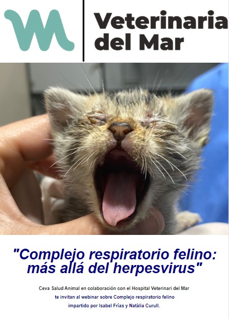 Complejo respiratorio felino; más allá del herpevirus