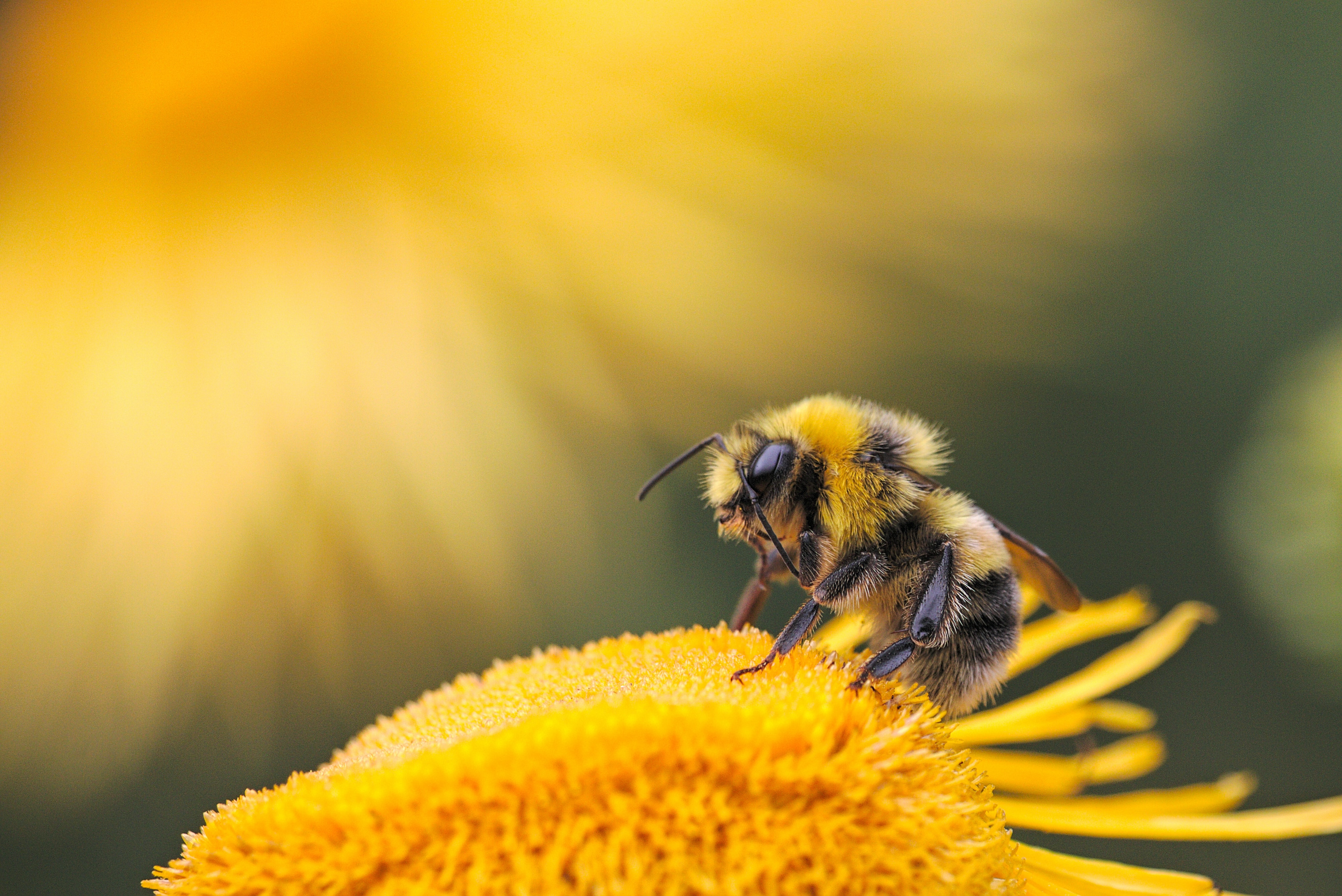 Día mundial de las abejas: por qué son tan importantes y qué puedes hacer para salvarlas