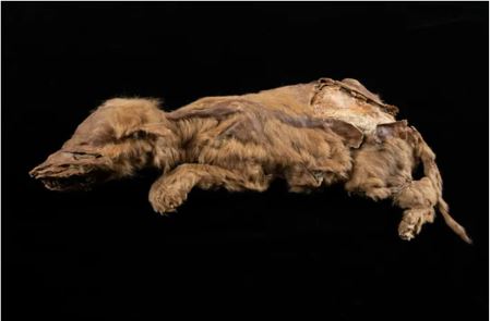 Zhúr, la loba que nació hace 57.000 años.
