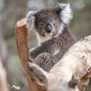 Los últimos koalas