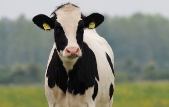 Génesis de la endometritis clínica y subclínica en vacas de leche