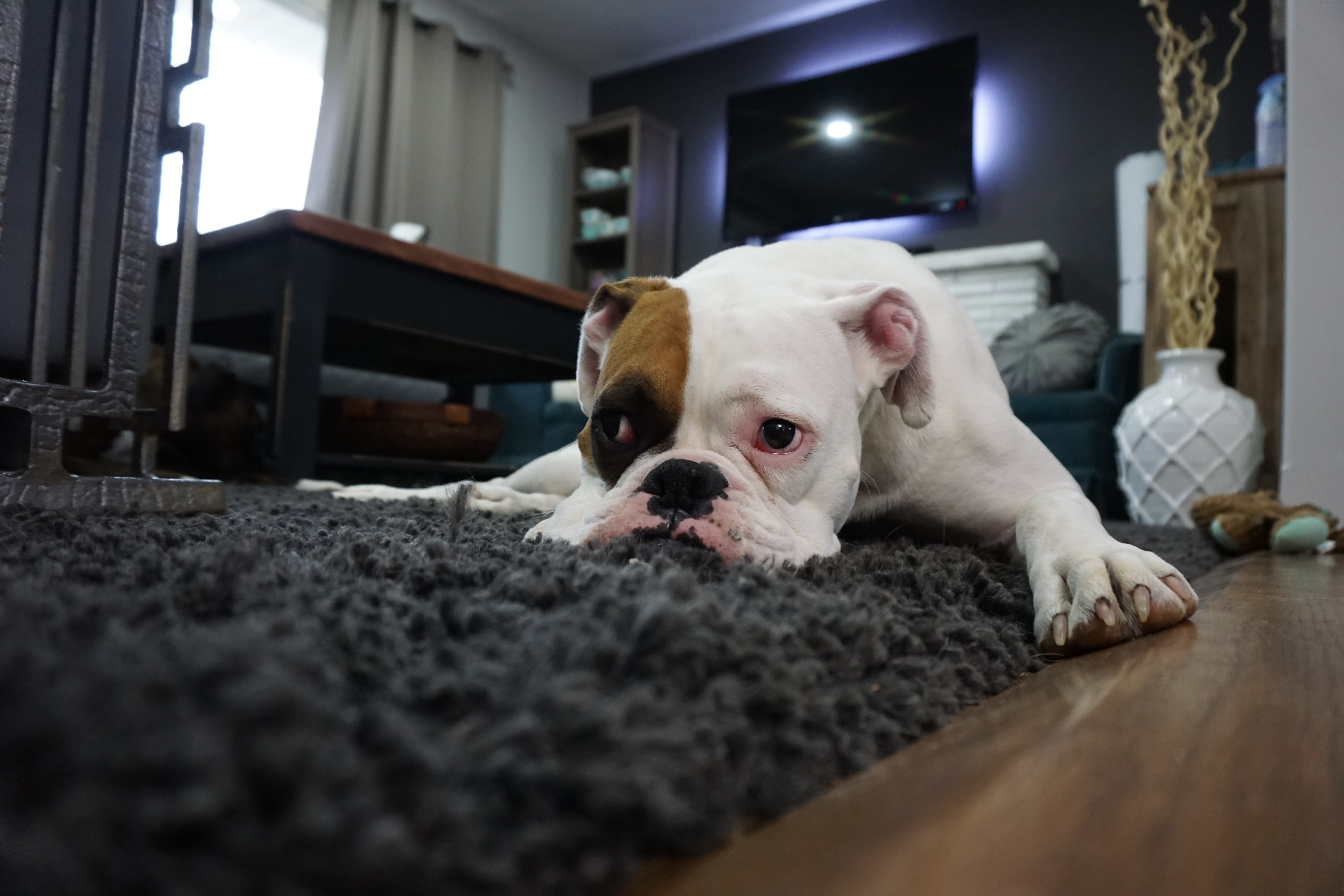 Depresión en perros – Síntomas y tratamiento
