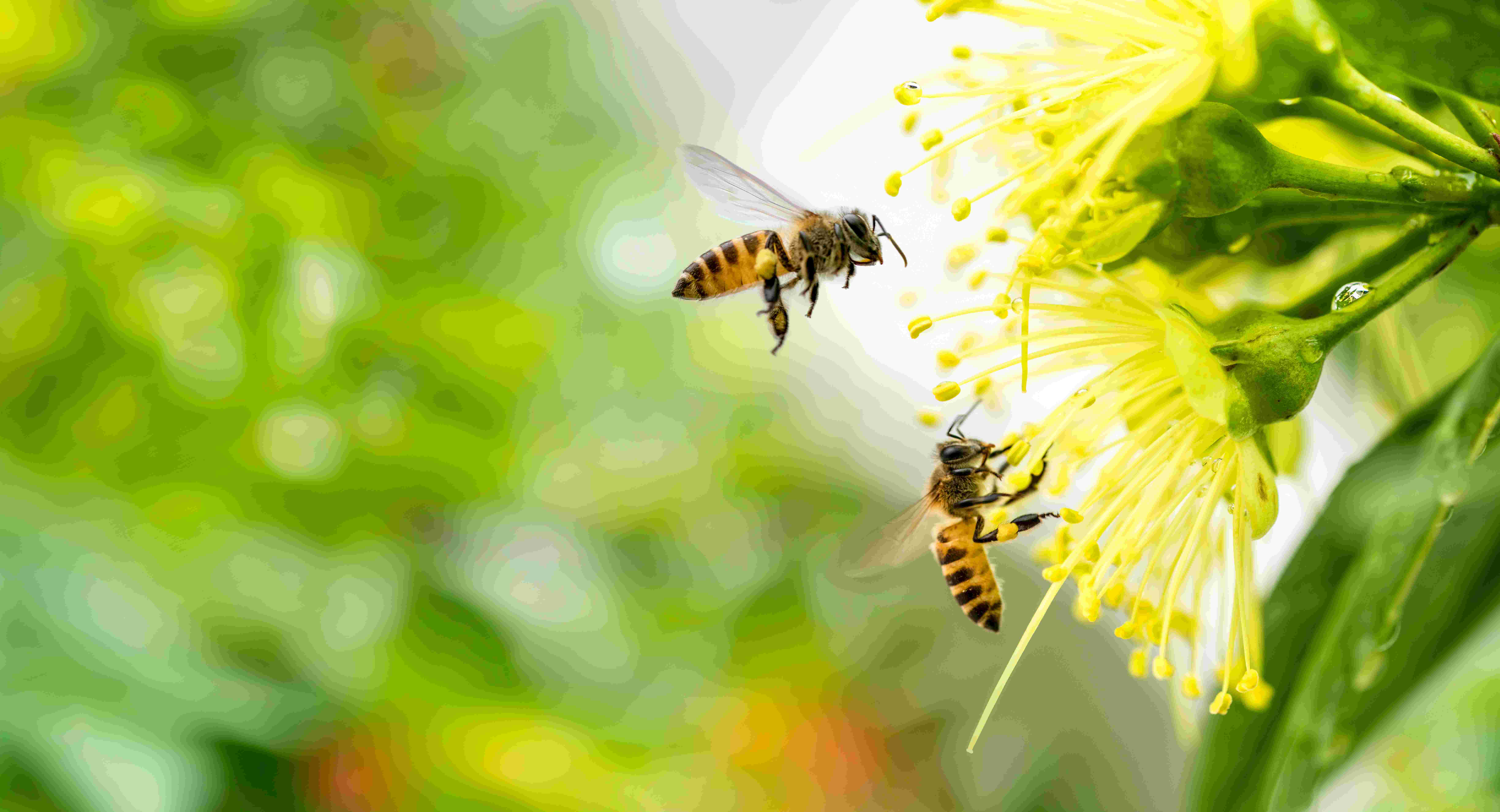 La nutrición de las abejas: la miel y el polen